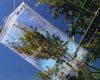 france: plant research with branch bag system