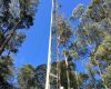 tasmanie : recherche écologique